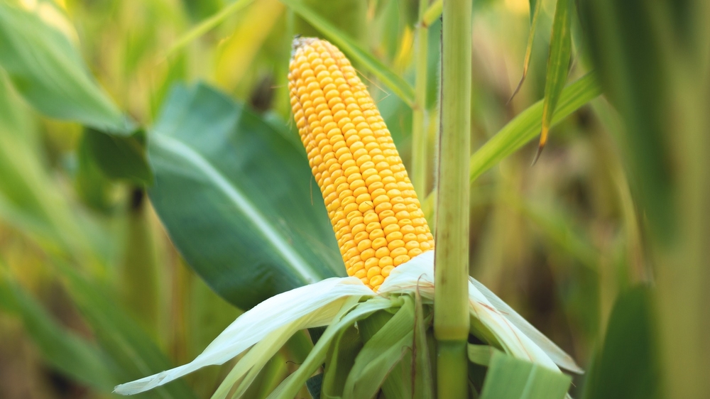 Corn Dream Meaning